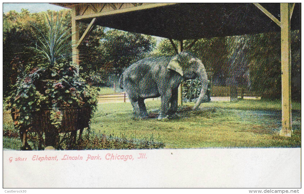 G)1910  USA, ELEPHANT, LINCOLN PARK, CHICAGO, ILL., POSTCARD, UNUSED, XF - Elephants