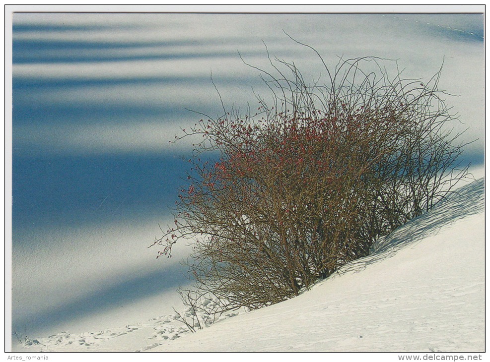 Tree Arbre Winter Landscape - Trees