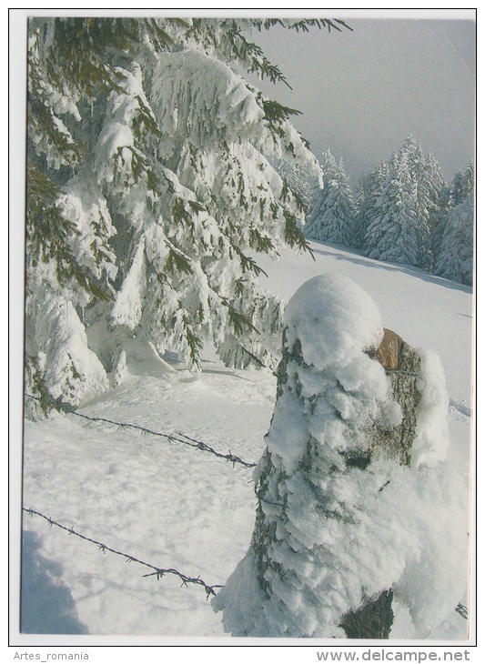 Tree Arbre Winter Landscape - Alberi