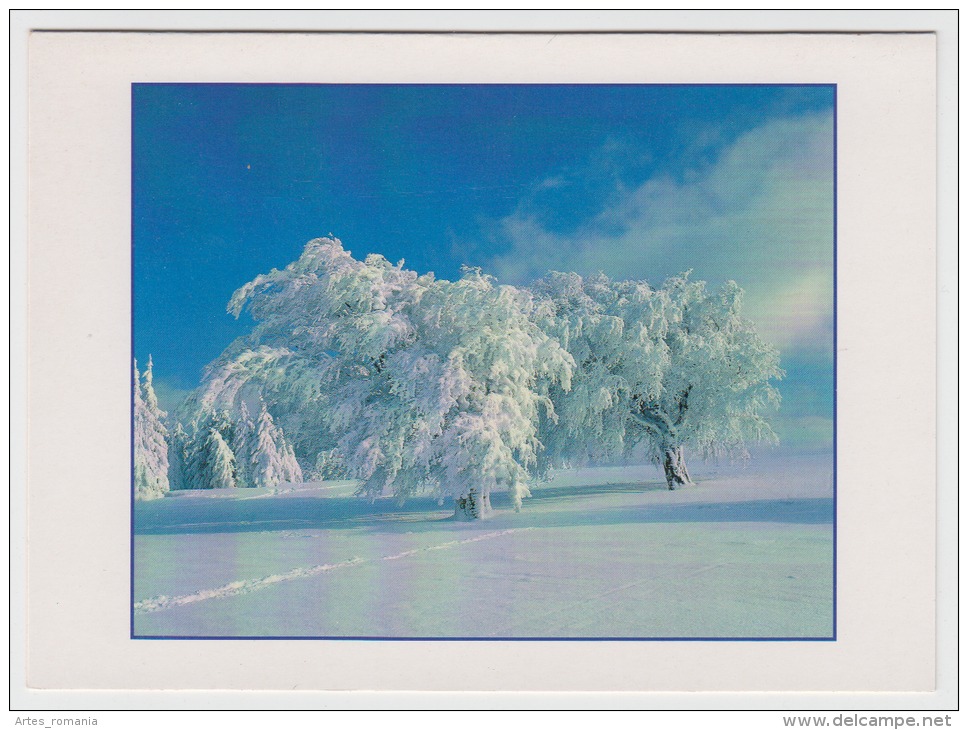 Tree Arbre Winter Landscape - Trees