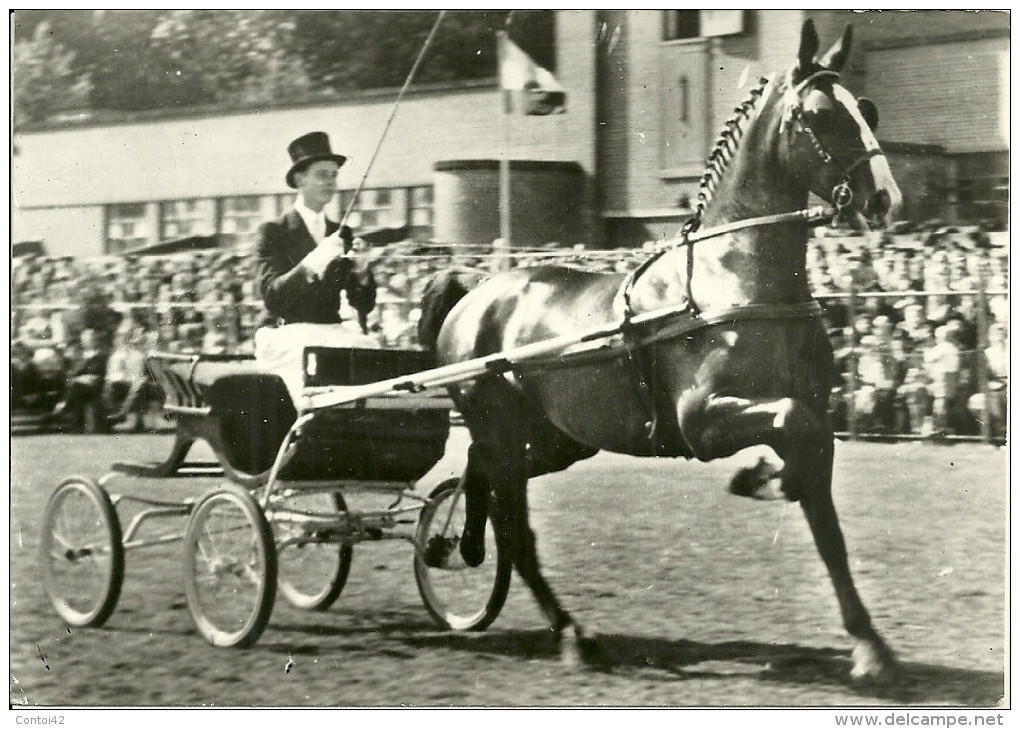 CARTE POSTALE CHEVAL ELEVAGE HOLLANDAIS HOLLANDE ATTELAGE GELDERS  COLLECTION ANIMAUX PUBLICITE MEDECINE - Cavalli