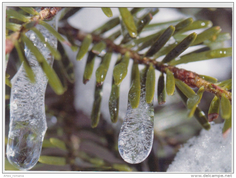 Tree Arbre - Trees