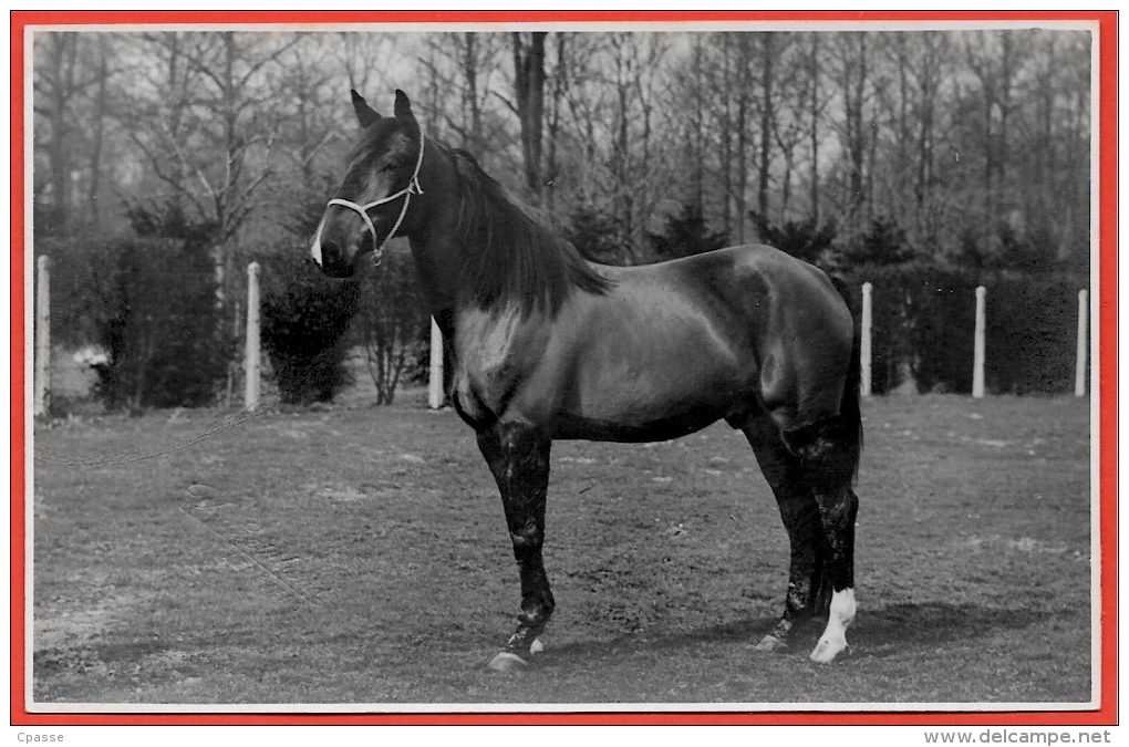 CPA CARTE PHOTO V. Geirland LEDEBERG (empreinte à Sec) Gent Gand Belgie Belgique Belgium Cheval Horse Hippisme - Gent