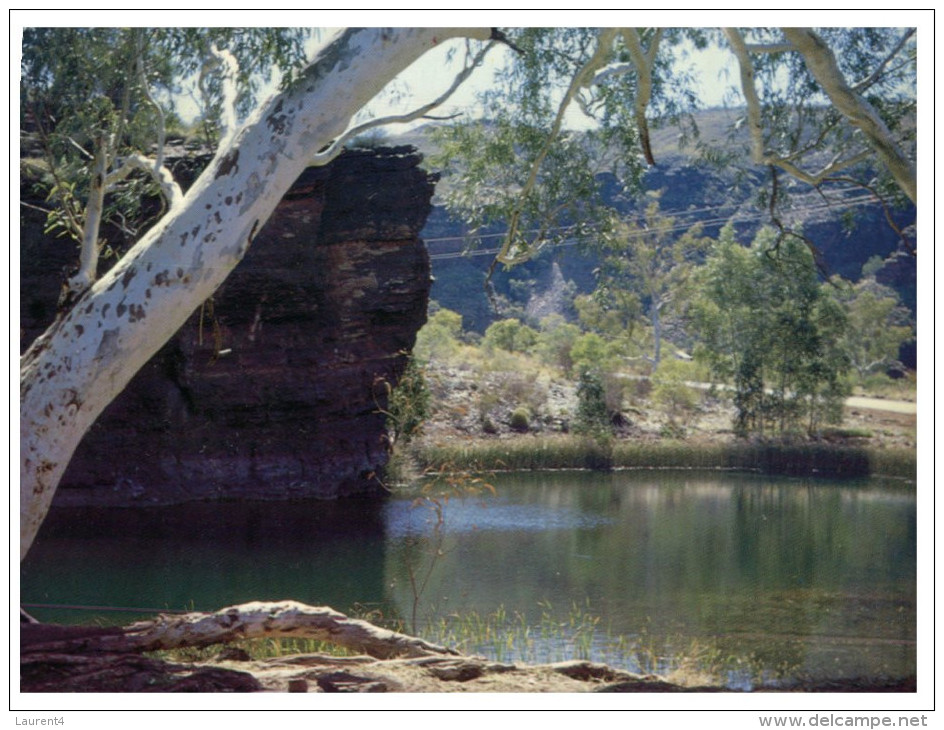(PF 320) Australia - WA - River Gum Tree - Trees