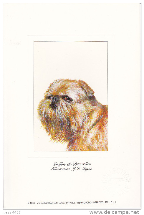 CPM Carte Postale J.P. GAYOT - Griffon De Bruxelles - Chiens