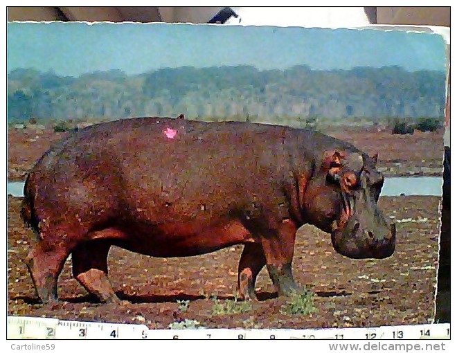 IPPOPOTAMO  AFRIKA  AFRICA N1975 EY4180 - Hippopotames