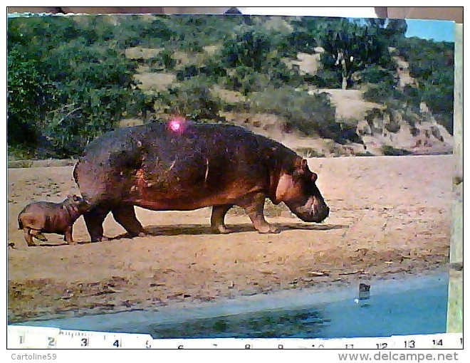 IPPOPOTAMO EAST  AFRIKA  AFRICA EST N1975 EY4181 - Hippopotamuses