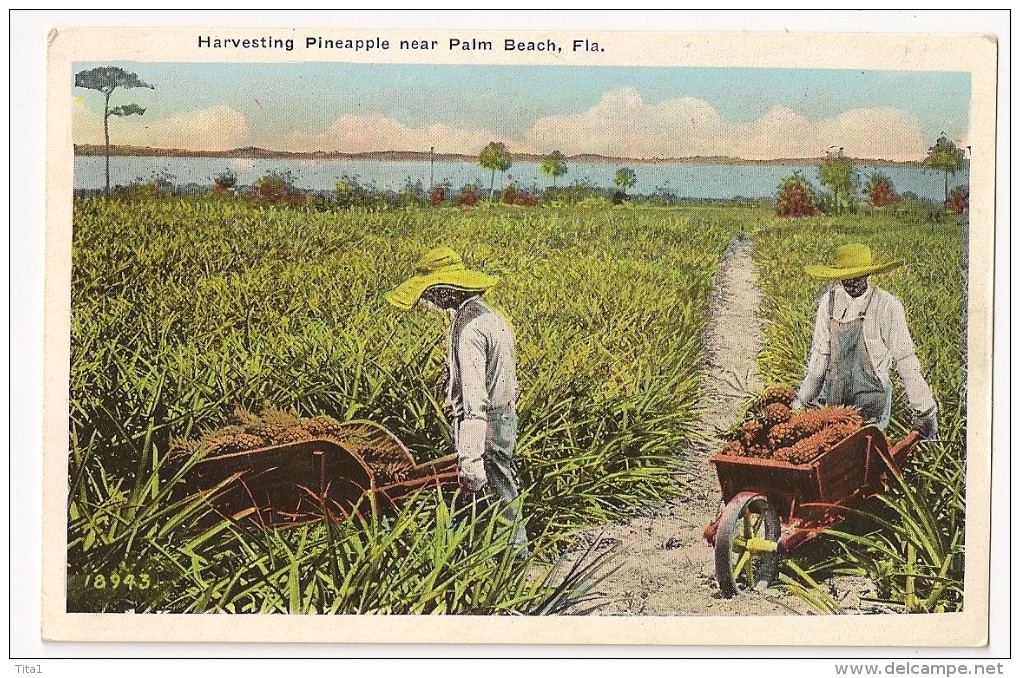 S3327 - Harvesting Pineapple Near Palm Beach - Palm Beach