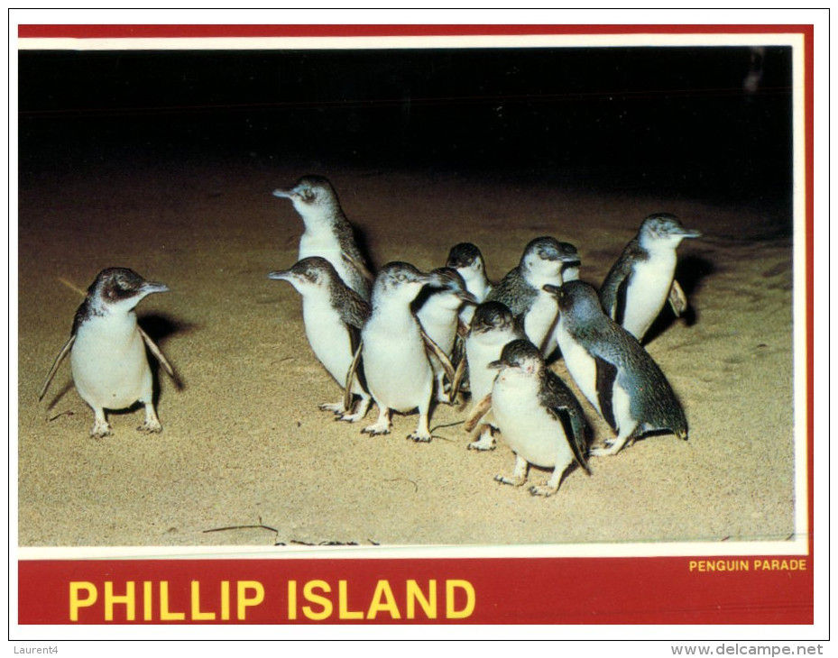 (PF 368) Australia - VIC - Phillip Island Penguins - Mornington Peninsula