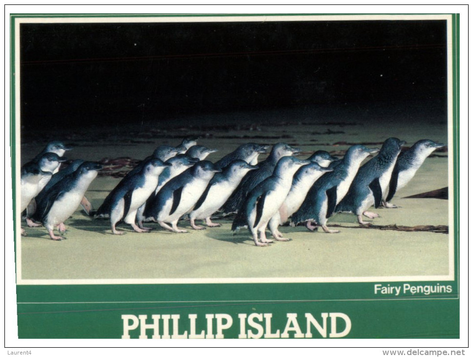 (PF 368) Australia - VIC - Phillip Island Penguins - Mornington Peninsula