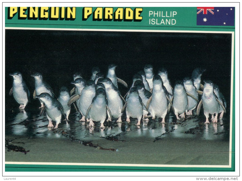 (PF 368) Australia - VIC - Phillip Island Penguins - Mornington Peninsula