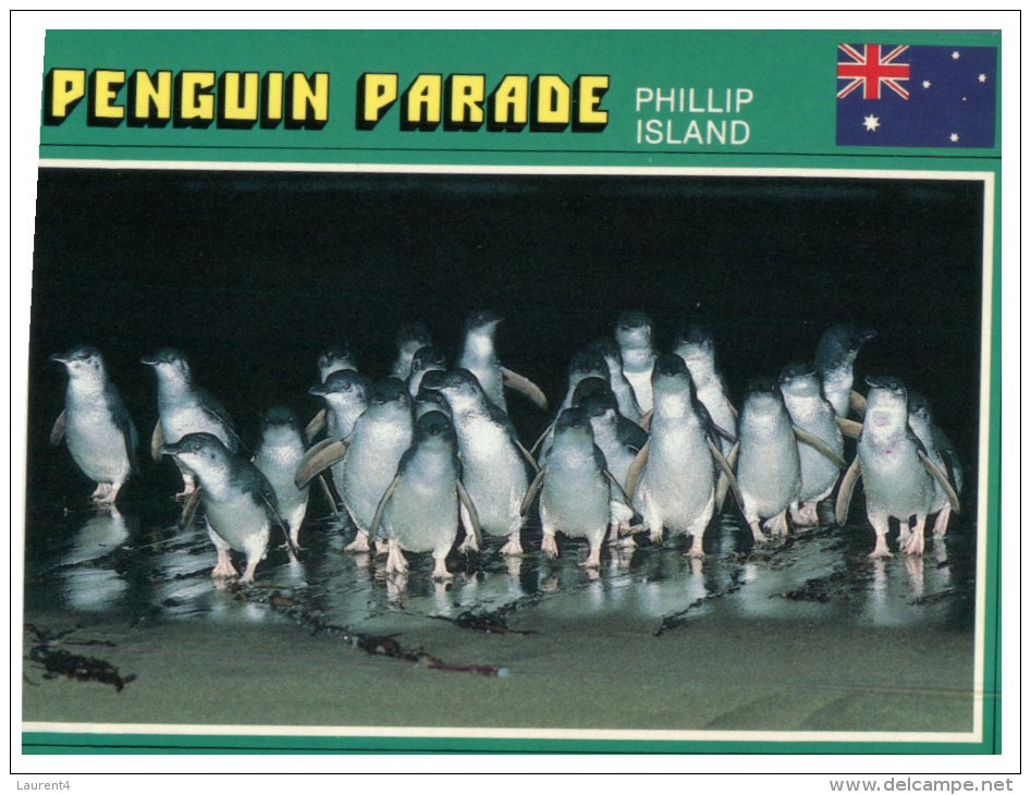 (PF 368) Australia - VIC - Phillip Island Penguins - Mornington Peninsula