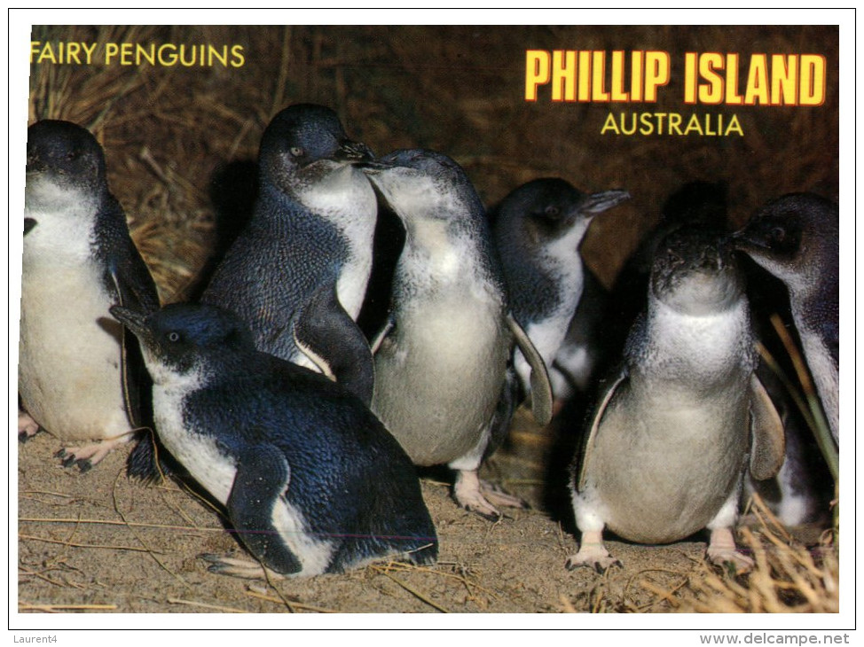 (PF 368) Australia - VIC - Phillip Island Penguins - Mornington Peninsula