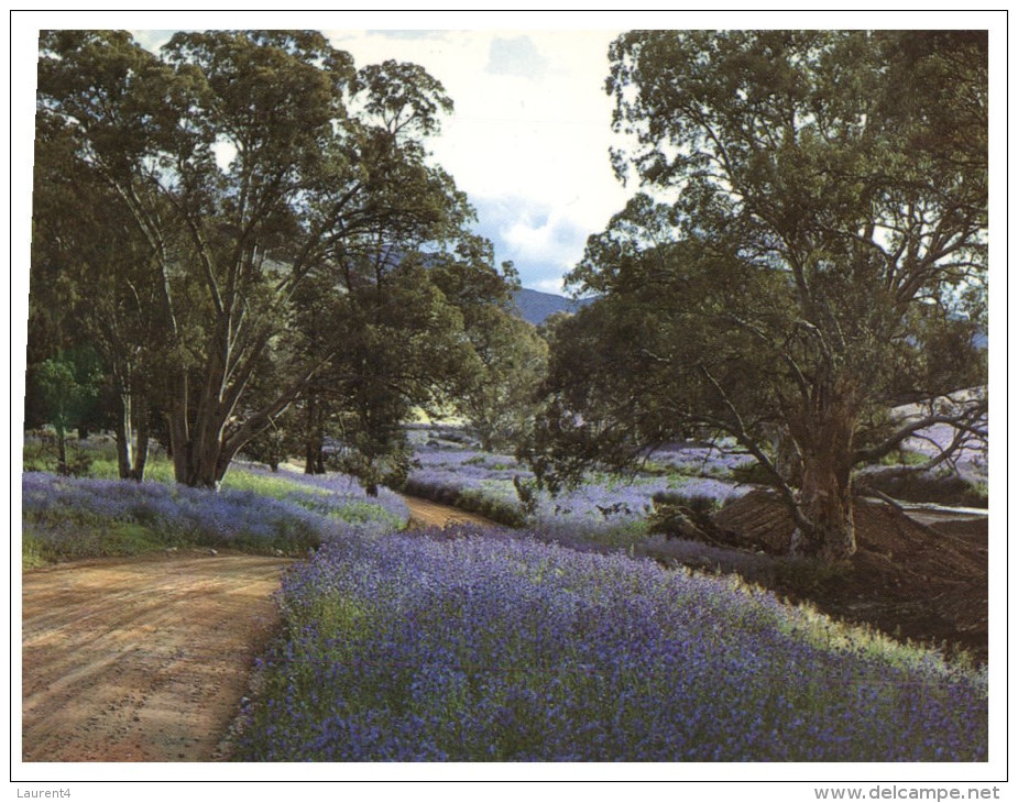 (PF 368) Australia - SA - Bushland Purple Salvation Flowers - Outback