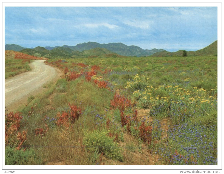 (PF 368) Australia - SA - Wildflowers - Flinders Ranges