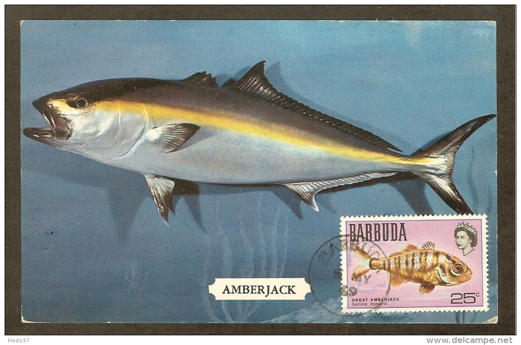 BARBUDA Carte Maximum - Grande Sériole - Antigua Et Barbuda (1981-...)