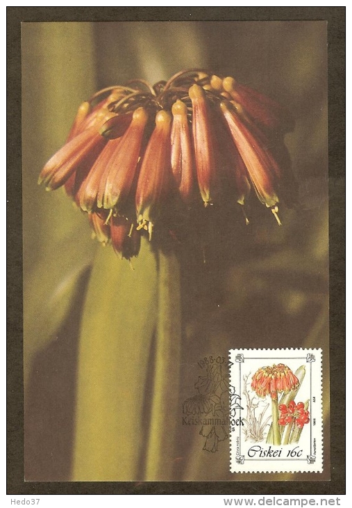 AFRIQUE SUD CISKEI Carte Maximum - Clivia Nobilis - Ciskei