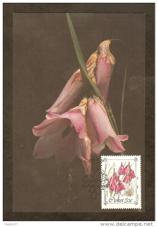 AFRIQUE SUD CISKEI Carte Maximum - Dierama Pulcherrimum - Ciskei