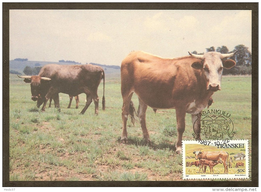 AFRIQUE SUD TRANSKEI Carte Maximum - Vaches Et Veau - Transkei