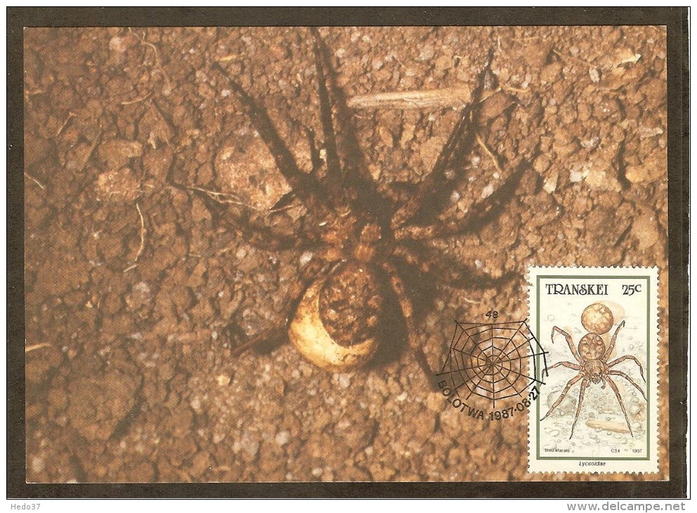AFRIQUE SUD TRANSKEI Carte Maximum - Lycosidae - Transkei