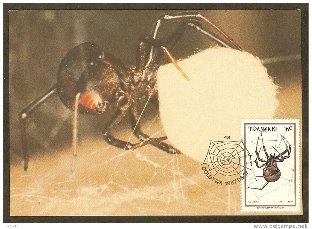 AFRIQUE SUD TRANSKEI Carte Maximum - Latrodectus Indistinctu - Transkei