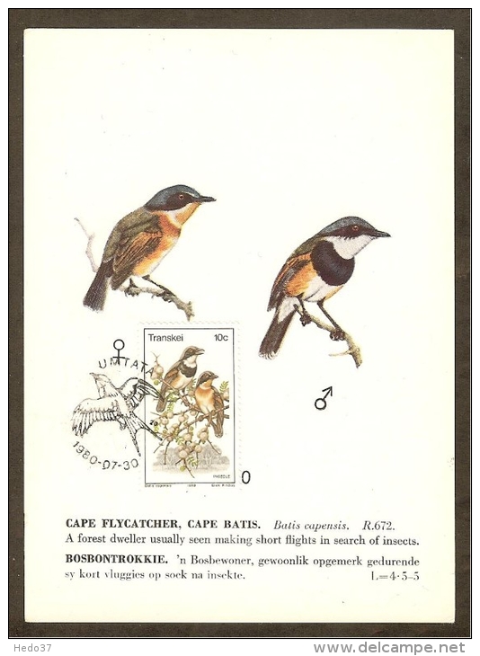 AFRIQUE SUD TRANSKEI Carte Maximum - Batis Capensis - Transkei