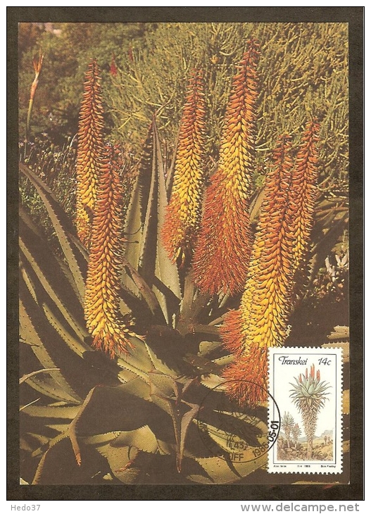 AFRIQUE SUD TRANSKEI Carte Maximum - Aloe Ferox - Transkei