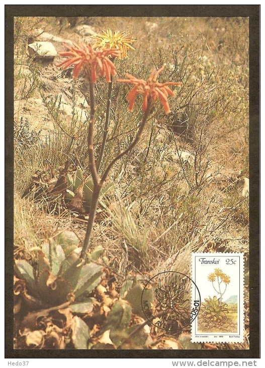 AFRIQUE SUD TRANSKEI Carte Maximum - Aloe Maculata - Transkei