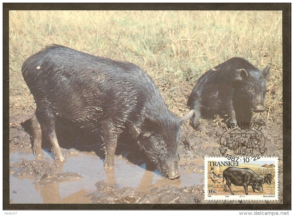 AFRIQUE SUD TRANSKEI Carte Maximum - Porcs Noirs - Transkei