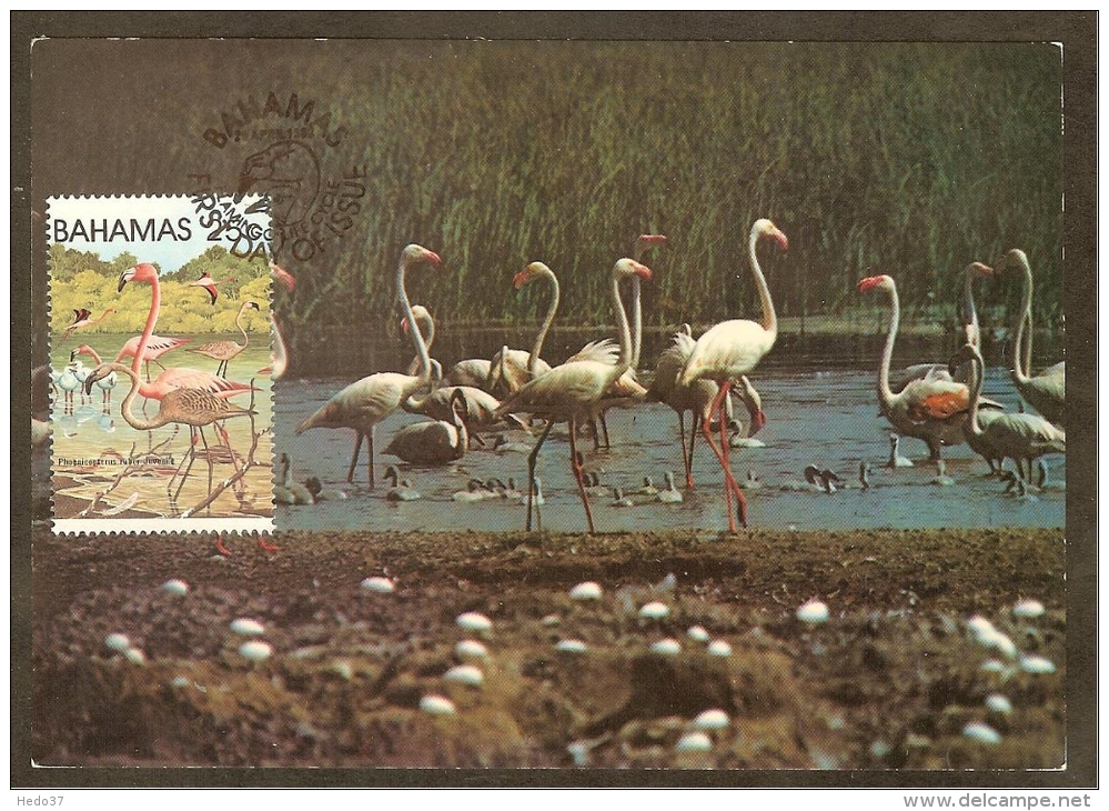 BAHAMAS Carte Maximum - Flamants Roses - Bahamas (1973-...)