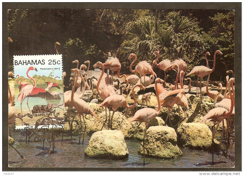 BAHAMAS Carte Maximum - Flamants Roses - Bahamas (1973-...)