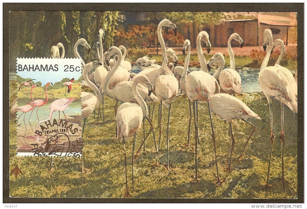 BAHAMAS Carte Maximum - Flamants Roses - Bahamas (1973-...)