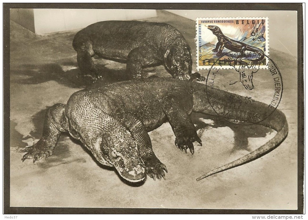 BELGIQUE Carte Maximum - Varan De Komodo - Other & Unclassified