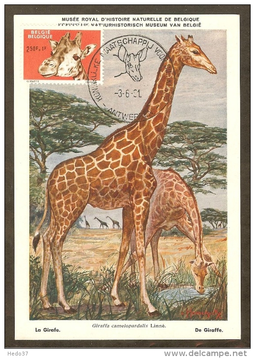 BELGIQUE Carte Maximum - Girafe - Otros & Sin Clasificación