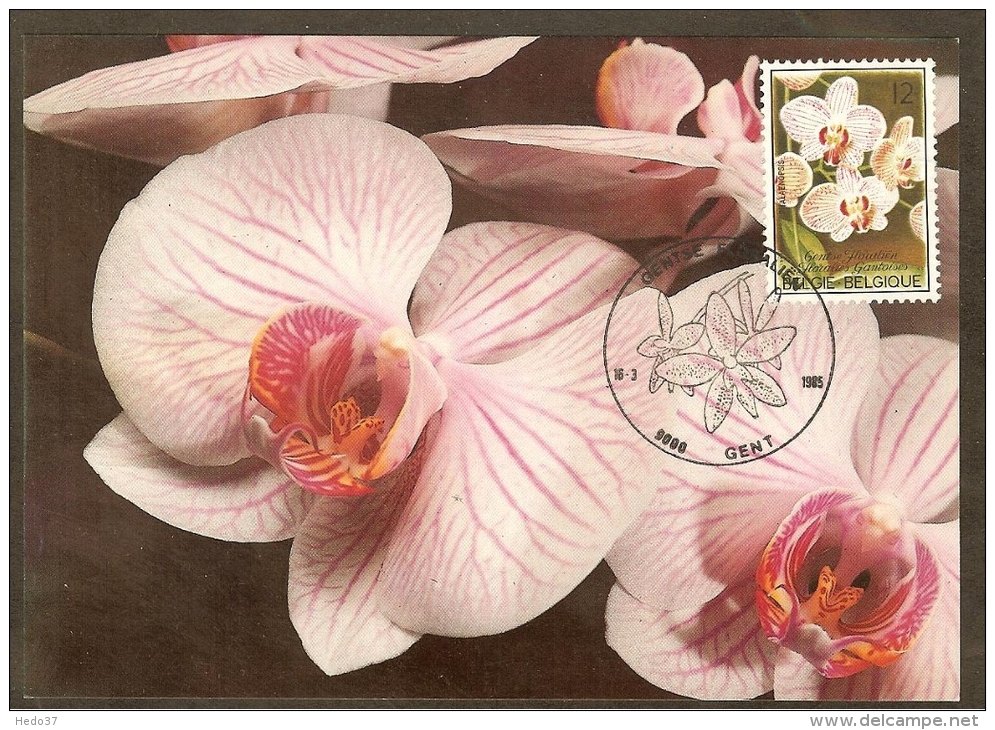 BELGIQUE Carte Maximum - Phalaenopsis - Other & Unclassified