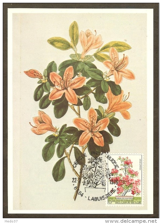 BELGIQUE Carte Maximum - Azalea Japonica - Autres & Non Classés