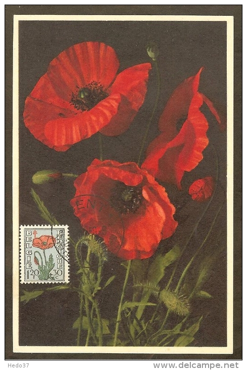 BELGIQUE Carte Maximum - Coquelicot Des Champs - Other & Unclassified