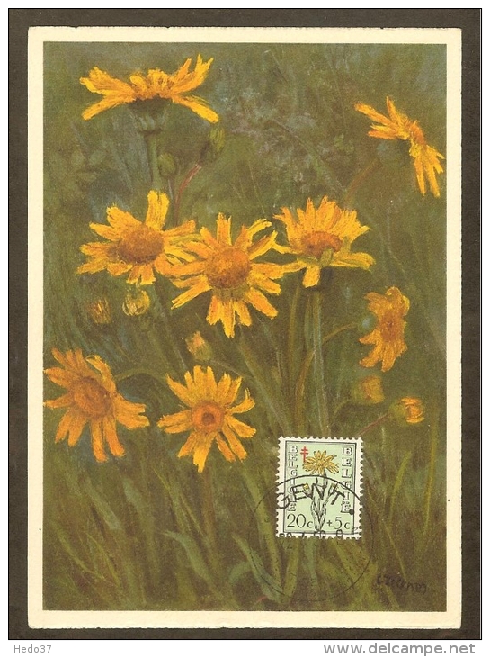 BELGIQUE Carte Maximum - Arnica Des Fagnes - Other & Unclassified