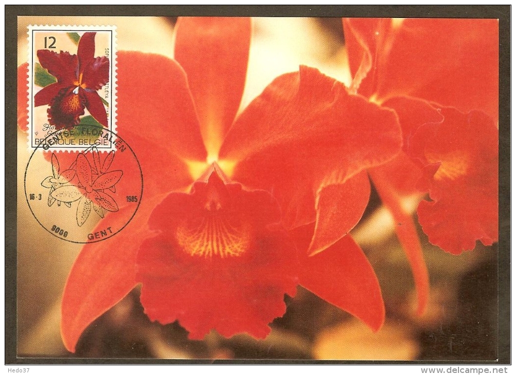 BELGIQUE Carte Maximum - Sophrolaeliocattleya - Sonstige & Ohne Zuordnung