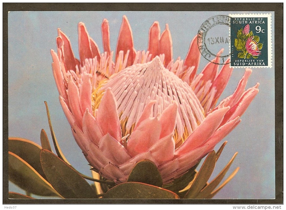 AFRIQUE SUD Carte Maximum - Protea Roupelliae - Autres & Non Classés