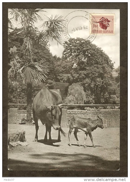 AFRIQUE SUD Carte Maximum - Tête De Zébu - Autres & Non Classés