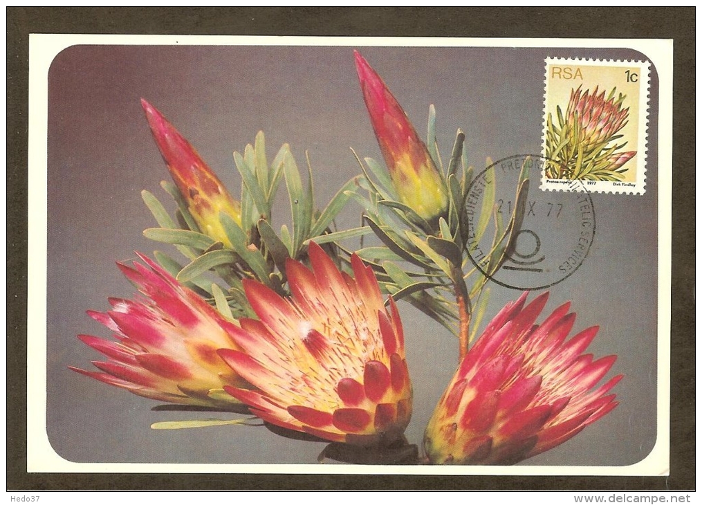 AFRIQUE SUD Carte Maximum - Protea Repens - Autres & Non Classés