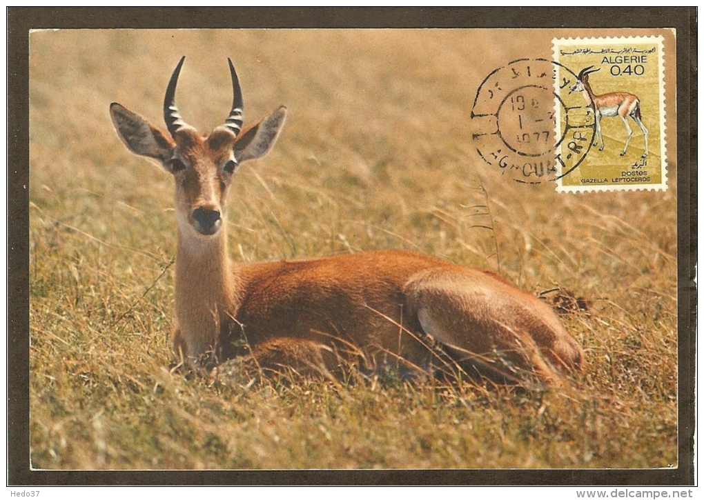 ALGERIE Carte Maximum - Gazelle - Maximumkaarten