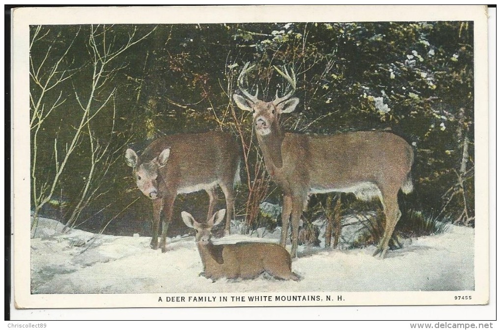 Carte Postale  Etats Unis  : A Deer Family In The White Mountains  N.H - White Mountains