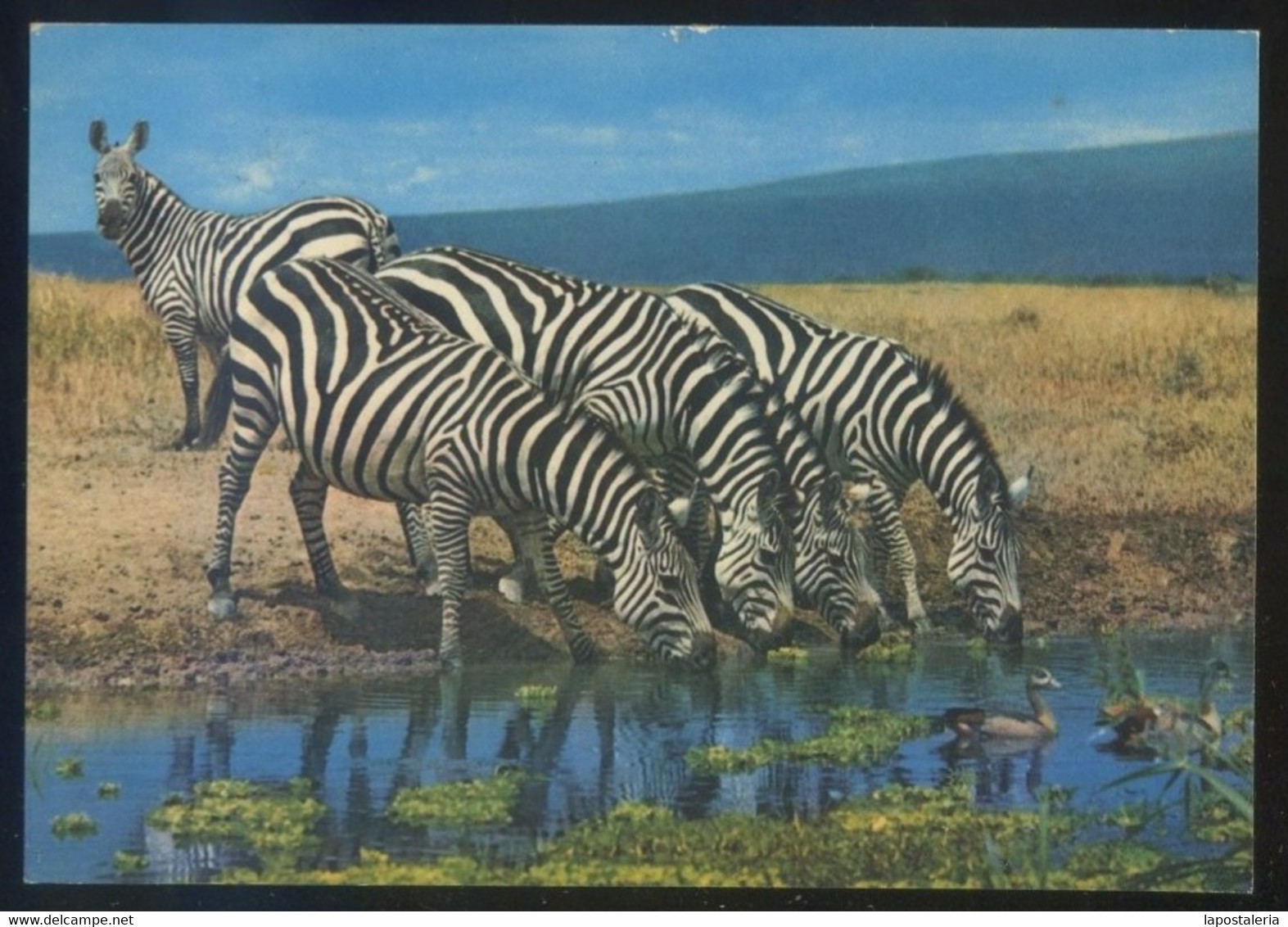 Kenia. *African Wild Life. Zebra* Ed. Sapra Studio Nº 26. Circulada 1989. - Kenia