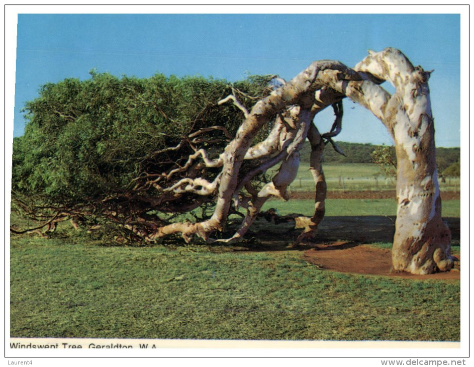 (PF 521) Australia - WA - Geraldton Windswept Tree - Arbres