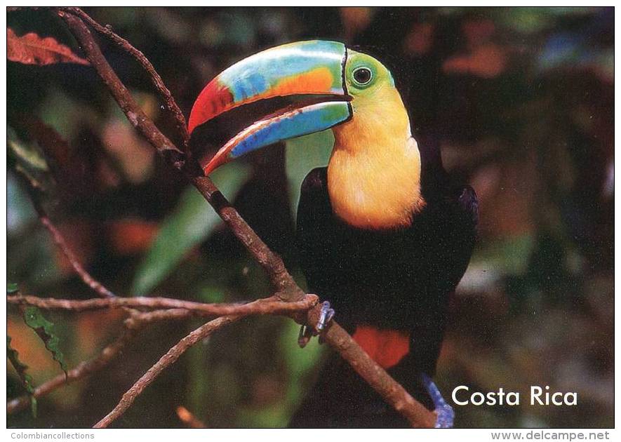 Lote PEP842, Costa Rica, Postal, Postcard, Ave, Bird, Tucan - Costa Rica