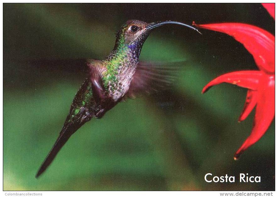 Lote PEP843, Costa Rica, Postal, Postcard, Ave, Bird, Colibri - Costa Rica