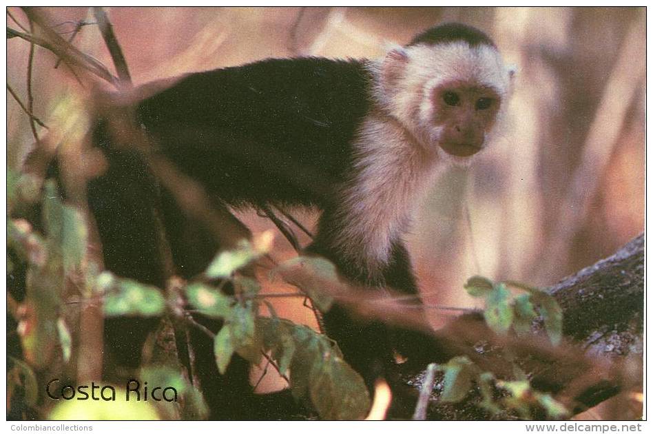 Lote PEP845, Costa Rica, Postal, Postcard, Fauna, Mono, White Face Monkey - Costa Rica