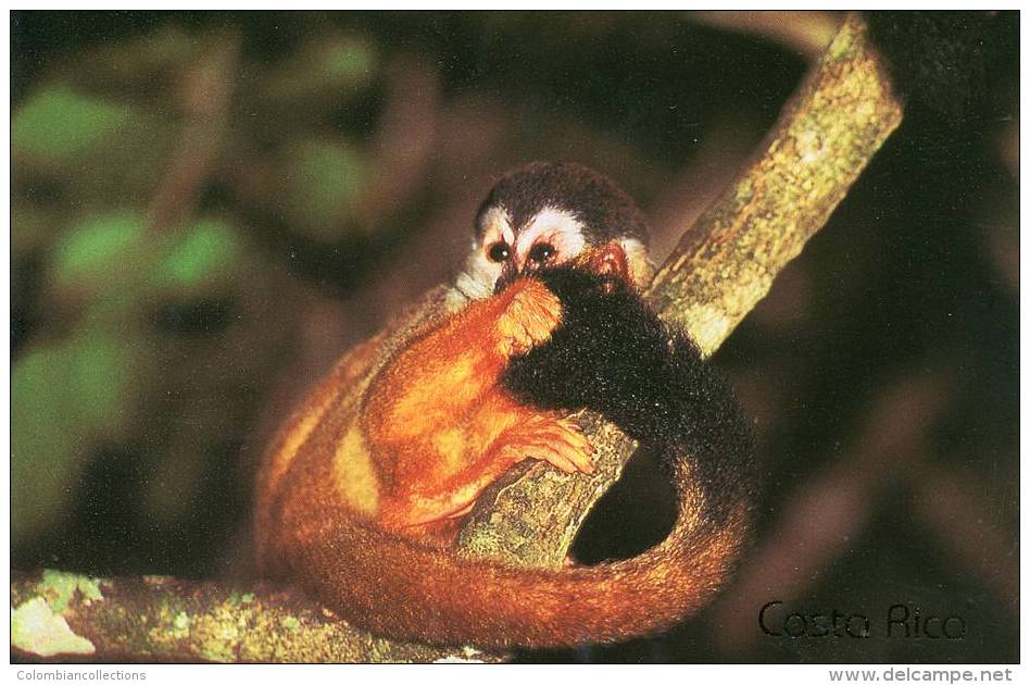 Lote PEP846, Costa Rica, Postal, Postcard, Fauna, Mono, Squirrel Monkey - Costa Rica